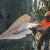 Бензопила Stihl MS 661-28" в Ставрополе