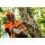 Аккумуляторная пила Stihl MSA 161 T-10" (без аккумулятора и зарядного устройства) в Ставрополе