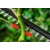 Высоторез аккумуляторный Bosch UniversalHedgePole 18 в Ставрополе