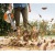 Воздуходувка бензиновая Stihl BG 56 в Ставрополе