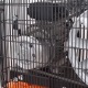 Компрессор поршневой Patriot Remeza СБ 4/С-100 LB 30 A в Ставрополе